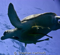 Green (sea) Turtle
(Chelonia mydas) and 3 remora (Echene... by Stephan Kerkhofs 